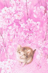 Cherry blossom