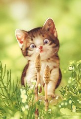 Kitten viewing horsetails