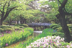Kenrokuen - irises
