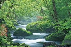 Summer comes to Oirase