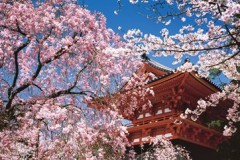 Ninna-ji temple