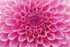 Dahlia