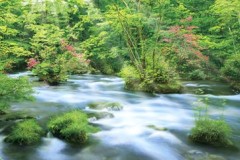 Oirase rapids