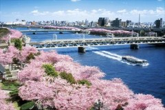 Tokyo cherry blossom