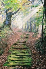 Yonezawa Road - beech woods