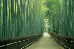 Sagano bamboo grove (Kyoto)