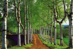 Silver birch avenue in Hokkaido
