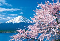 Fuji cherry blossom