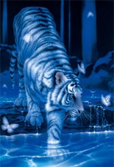 White tiger