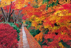 Philosopher's walk