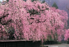 Hanging cherry (Kakunodate)