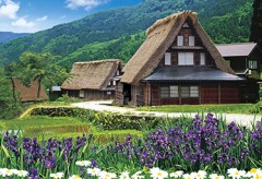 Gokayama irises
