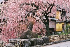 Kyoto cherry blossom