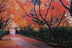 Kômyôji, Kyoto
