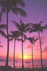 Violet beach