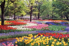 Tulips in Tokyo