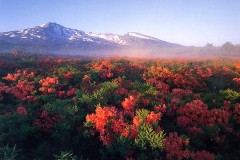 Morning mist on azaleas (Mt. Chokai)