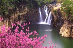 Mamako falls with azaleas