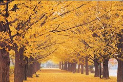 Ginkgo avenue