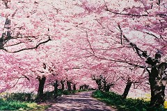 Cherry avenue