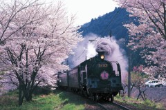 Cherry blossom tunnel