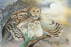 Owl family