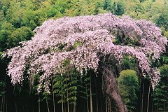 Weeping cherry