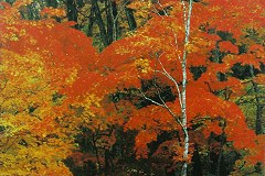 Dazzling maples