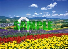 Furano flower fields