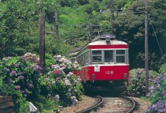 Mountain train with hydrangeas